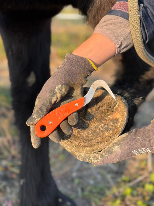 Il benessere dello zoccolo parte dal movimento (e da un buon nettapiedi)